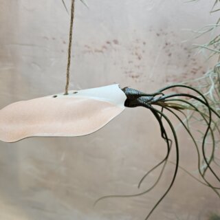 Seiche et tillandsia butzii