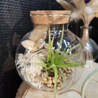 Bonbonne moyenne - brachycaulos, canella, lichen et lagurus