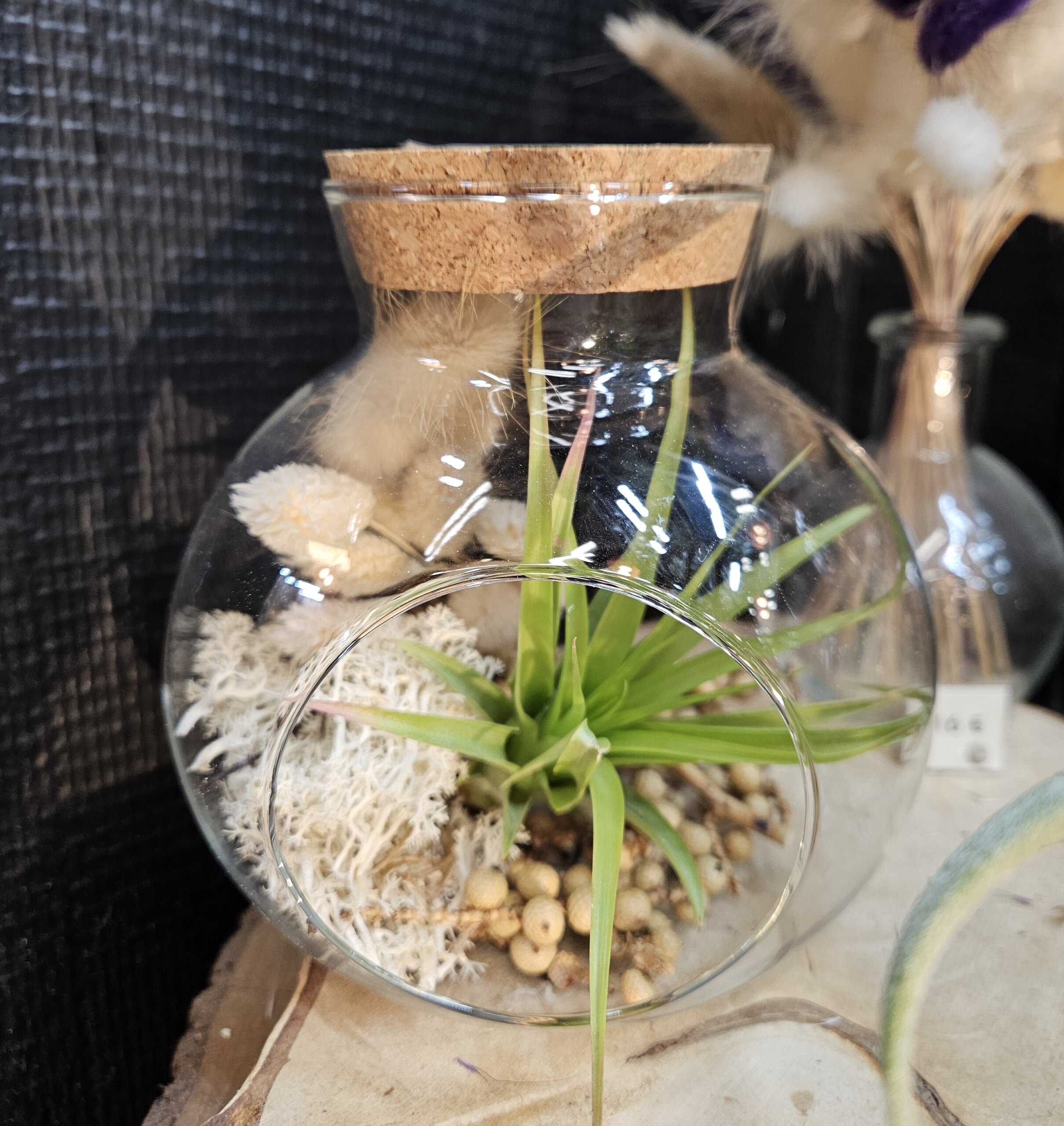 Bonbonne moyenne - brachycaulos, canella, lichen et lagurus