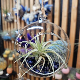 Bulle (diam 12 cm) - tillandsia kammii, canella, lichen et bouquet