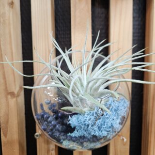 Bulle murale, oaxacana, lichen bleu et canella