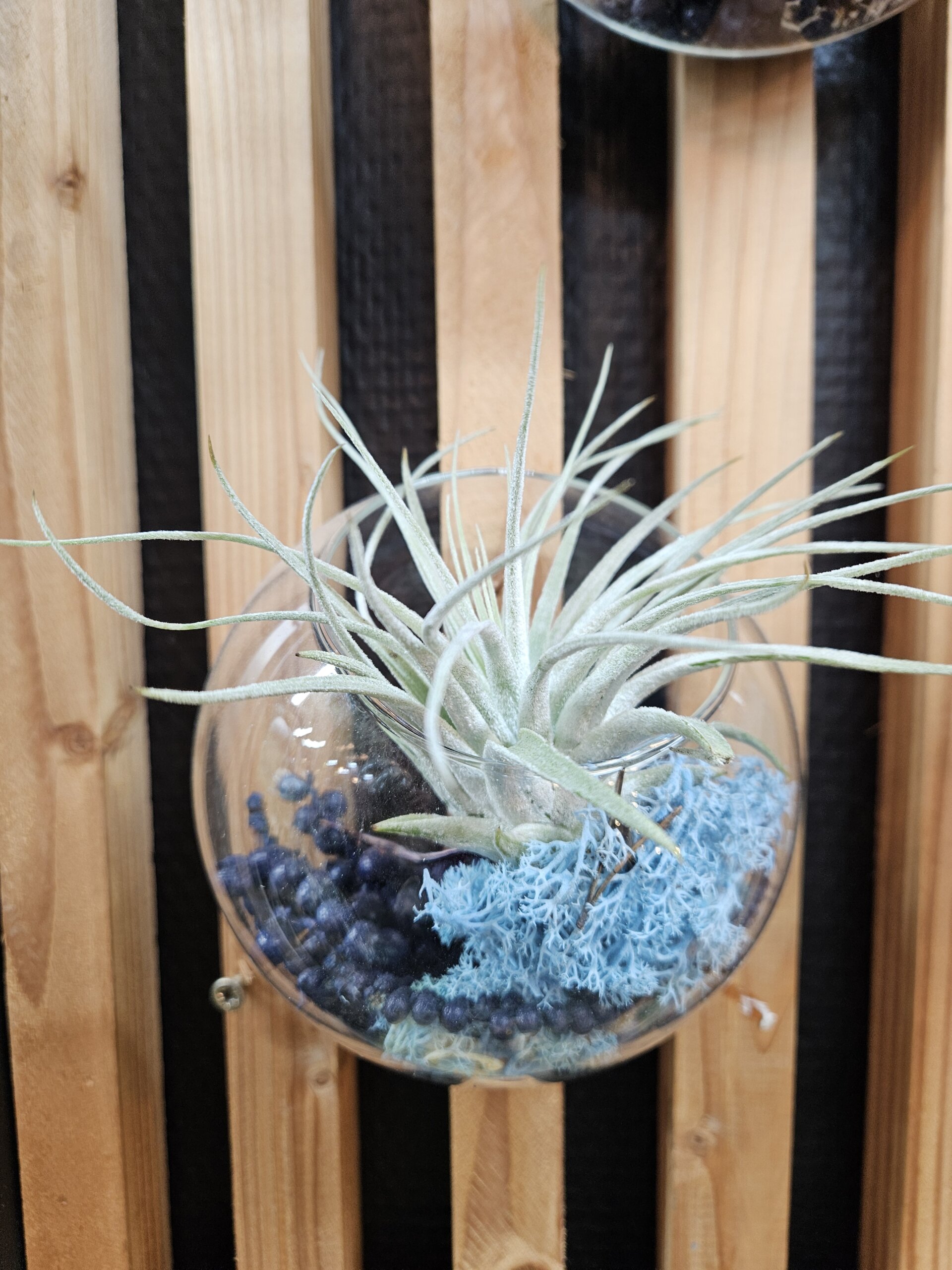 Bulle murale, oaxacana, lichen bleu et canella