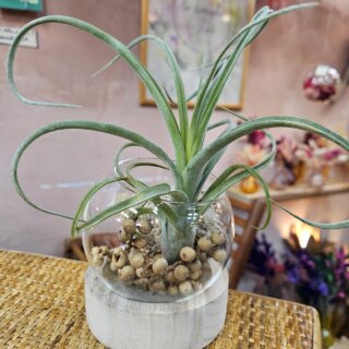 Globe sur base bois - curly slim, canella et lichen stabilisé