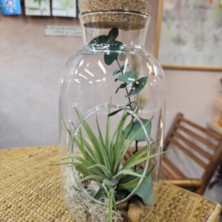 Grande bouteille, tillandsia velutina, rattan, lichen et bouquet séché d'eucalyptus et de lagurus