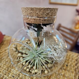 Petite bonbonne à poser - tillandsia ionantha et décor stabilisé
