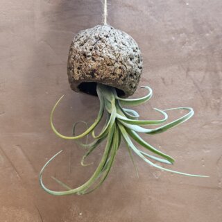 Curly Slim dans noix d'ouriço