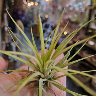 Ionantha Druid