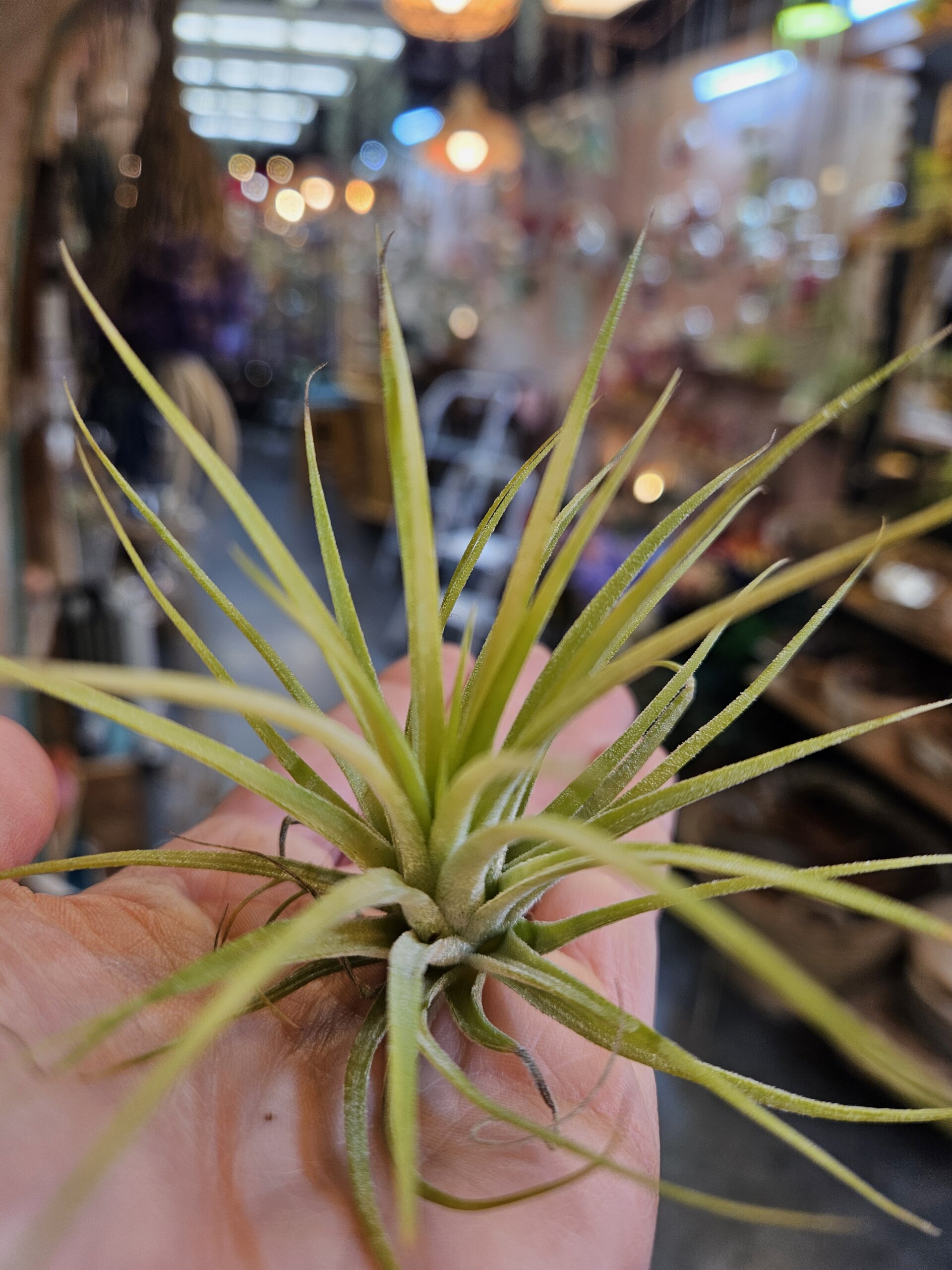 Ionantha Druid