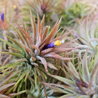 Ionantha Huamelua