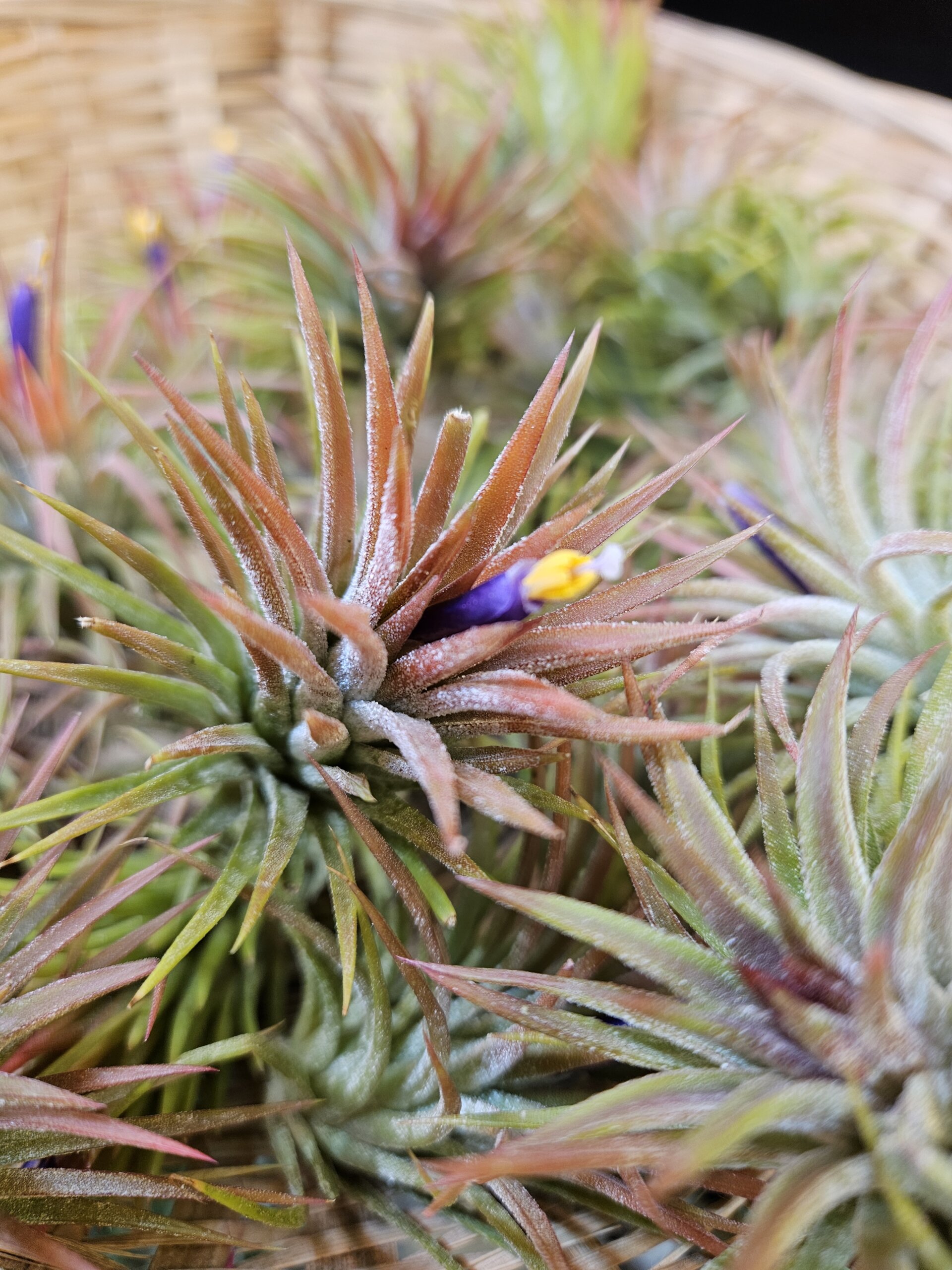 Ionantha Huamelua