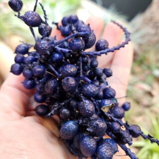 Graines de canella bleues