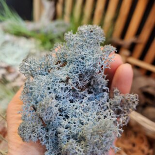 Lichen stabilisé bleu