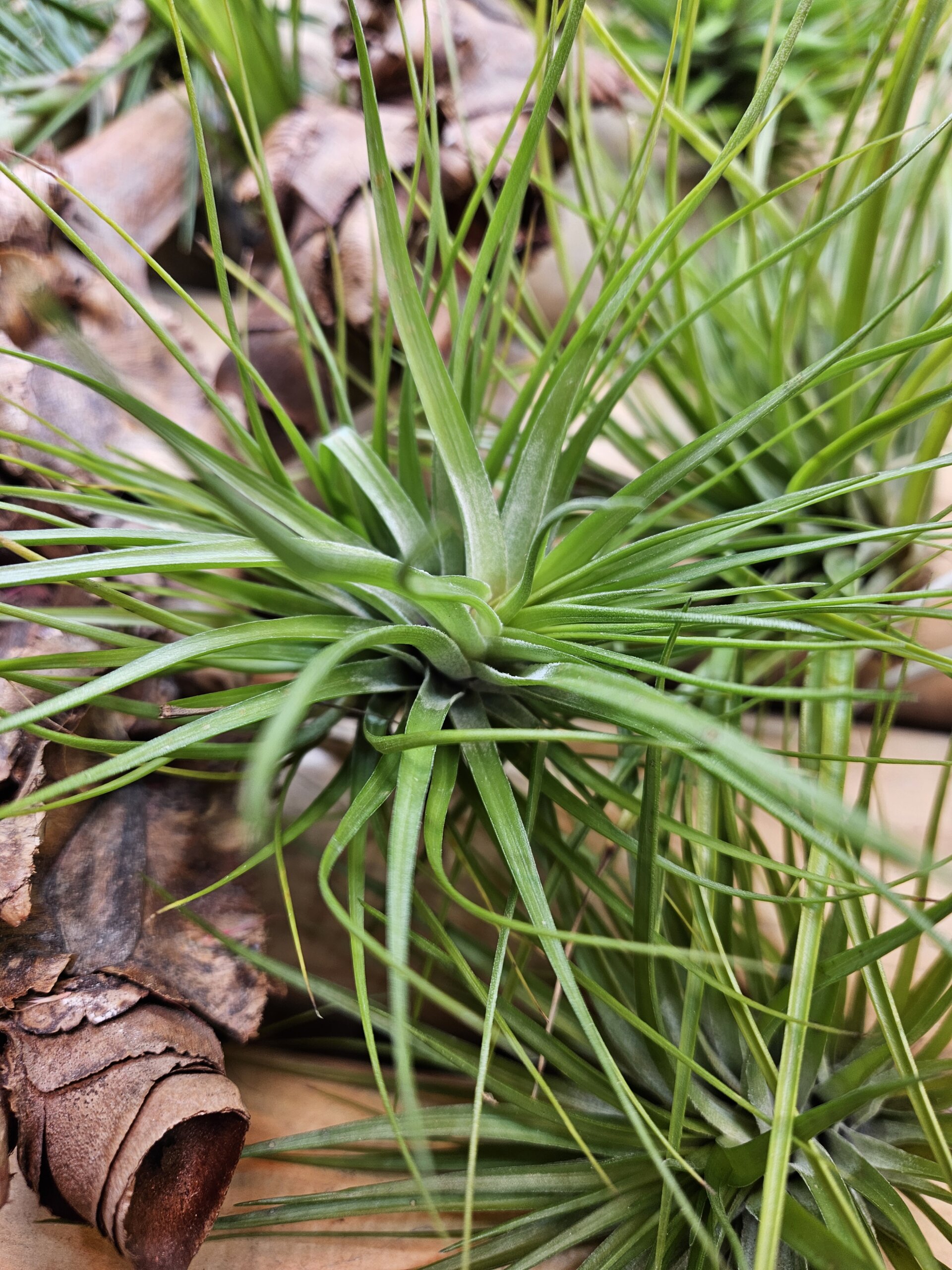 Tenuifolia