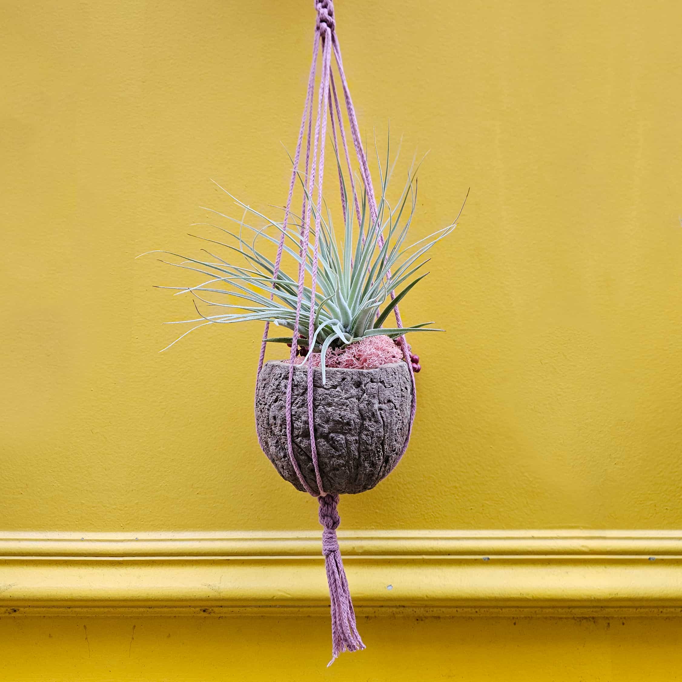 Support en plâtre ananas