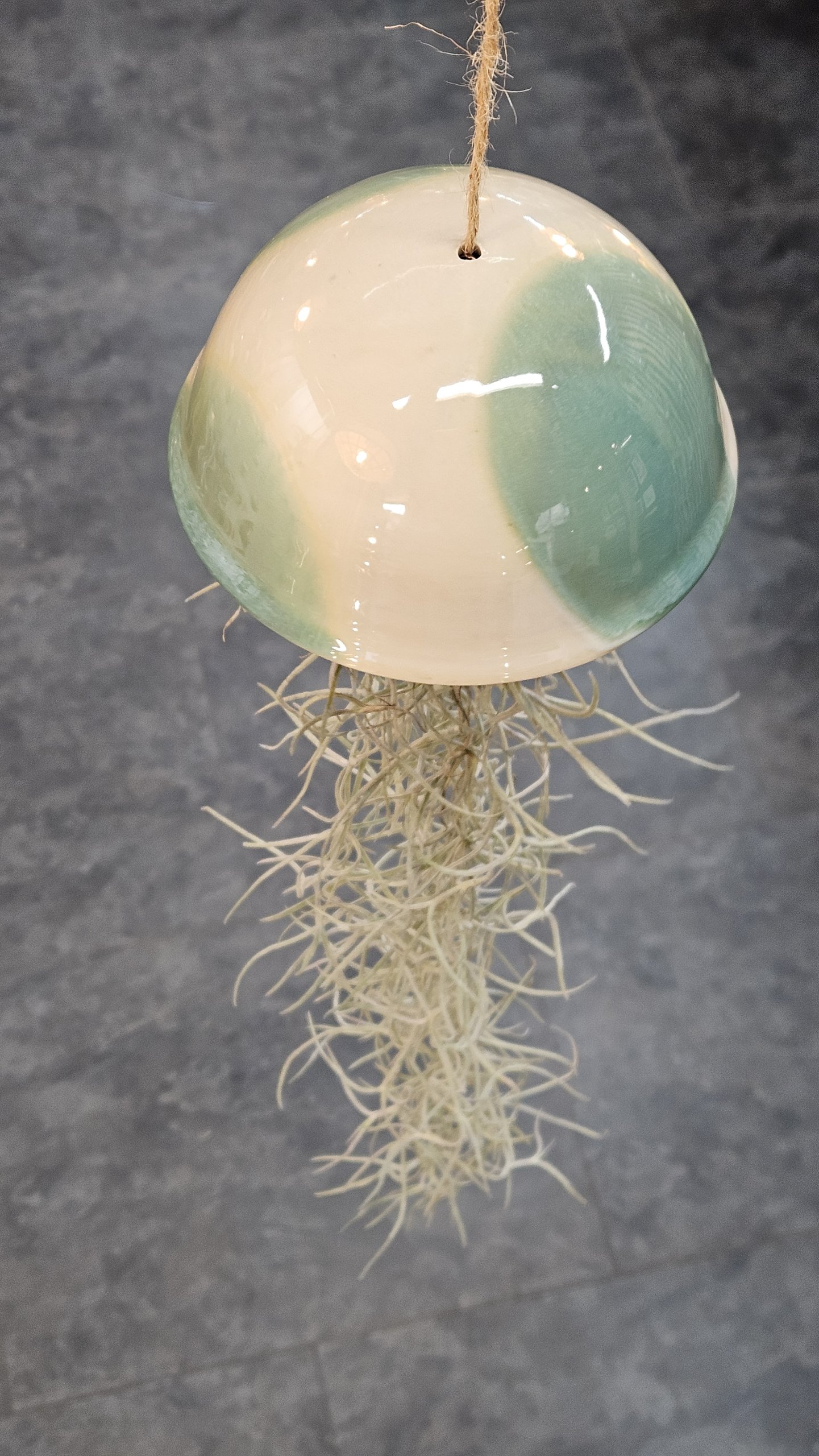 Grande méduse green et tillandsia usneoïdes
