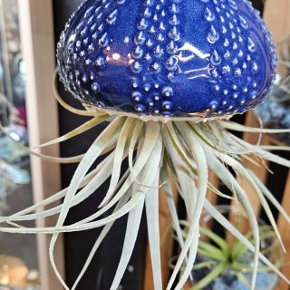 Gros oursin et tillandsia pohliana