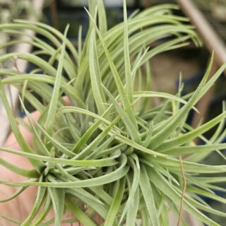 Touffe tillandsia victoria
