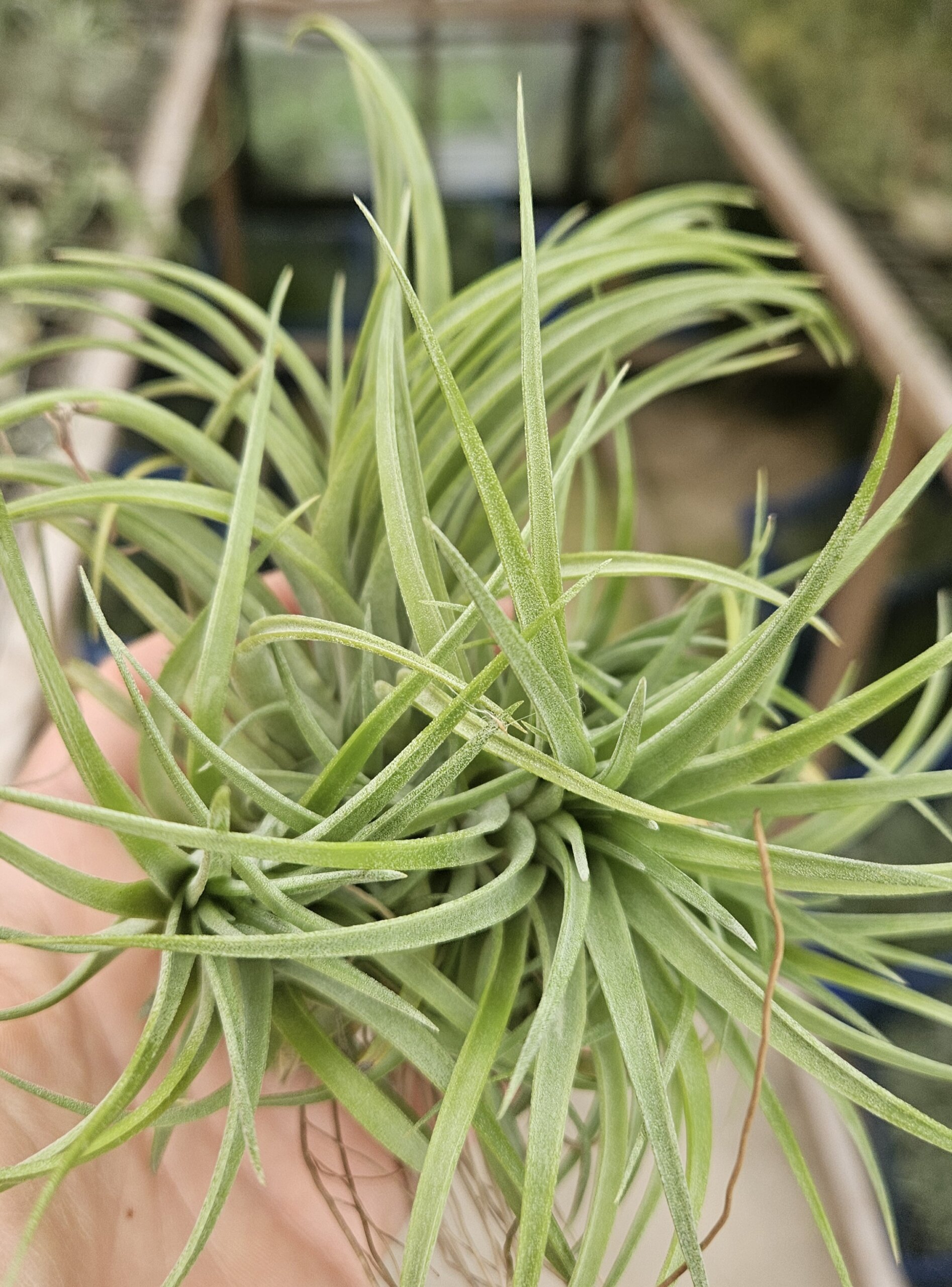 Touffe tillandsia victoria
