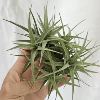 Touffe de tillandsia bergeri, rustique