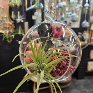 Bulle (diam 14 cm) - tillandsia velutina, lichen, baies et bouquet vert et rose