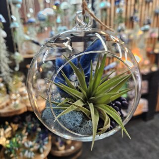 Bulle (diam 14 cm) - tillandsia velutina, lichen, canella et bouquet vert et bleu