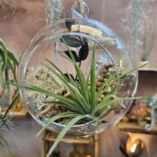 Bulle (diam 14 cm) - tillandsia velutina, lichen, canella et bouquet vert et blanc